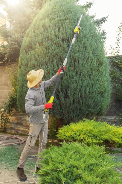 Best Palm Tree Trimming  in Leetsdale, PA